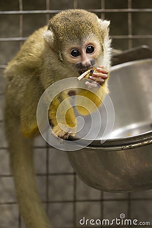 Common Squirrel Monkey eating in captivity Stock Photo