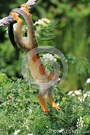 Common squirrel monkey Stock Photo