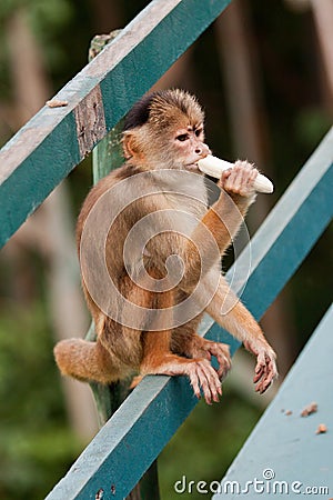 Common Squirrel Monkey Manaus Brazil Stock Photo