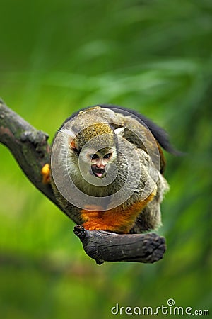 Common Squirrel Monkey, Saimiri sciureus, animal sitting on the branch in the nature habitat, Costa Rica, South America Stock Photo