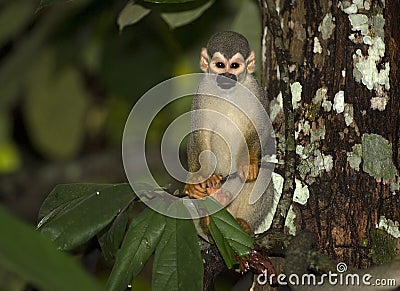 Common squirrel monkey Stock Photo