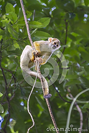 Common squirrel monkey, Saimiri sciureus Stock Photo