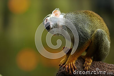 Common squirrel monkey, saimiri sciureus, native to Amazon basin, Brazil. Small, colorful, olive green rainforest monkey, Stock Photo