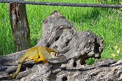 The common squirrel monkey Saimiri sciureus Stock Photo