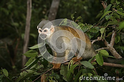 Common squirrel monkey, Saimiri sciureus Stock Photo