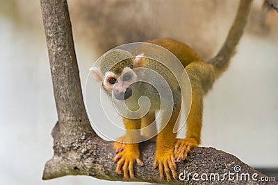 Common squirrel monkey, Saimiri sciureus on tree in zoo Stock Photo