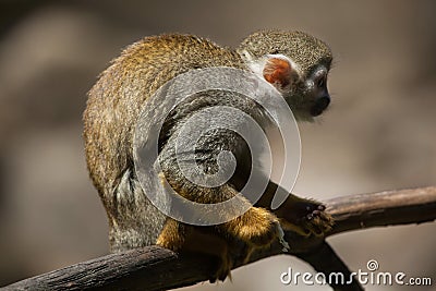 Common squirrel monkey Saimiri sciureus. Stock Photo