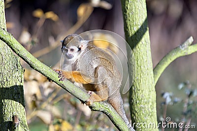 Common squirrel monkey Stock Photo