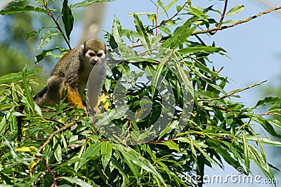 Common squirrel monkey in a tree Stock Photo