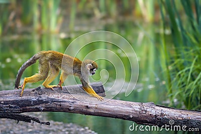 Common squirrel monkey walking on a tree branch above water Stock Photo