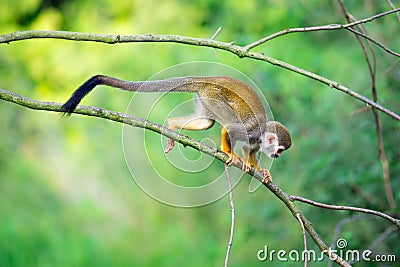 Common squirrel monkey walking on a tree branch Stock Photo