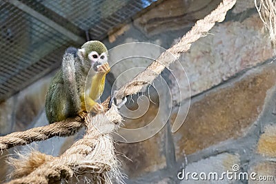 Common squirrel monkey at the zoo. Saimiri sciureus Stock Photo