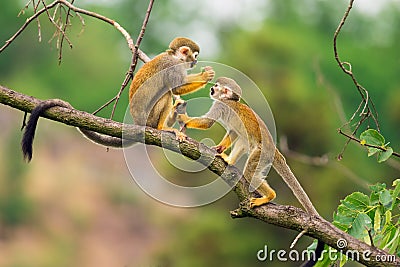 Common squirrel monkeys playing on a tree branch Stock Photo