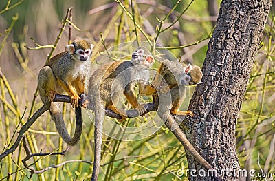 Common squirrel monkeys on a tree branch Stock Photo