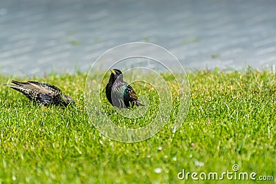 A common starling, also known as the European starling, sturnus vulgaris, eating worms at a meadow in Hannover, Germany Stock Photo