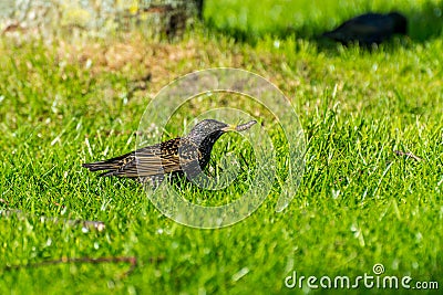 A common starling, also known as the European starling, sturnus vulgaris, eating worms at a meadow in Hannover, Germany Stock Photo