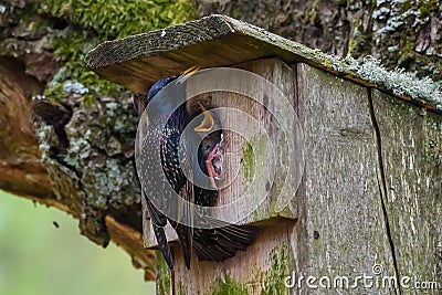 Common starling bird, Sturnus vulgaris feeds baby birds Stock Photo