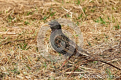 Common Starling or European Starling Sturnus vulgaris. Bird looks out for prey in dry grass in early spring Stock Photo