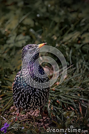 Common starling european starlingSturnus vulgaris on grasses in Lausanne, Switzerland. Stock Photo