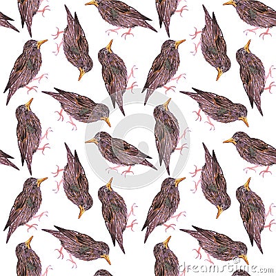 Common starling or European starling or Sturnus vulgaris bird seamless watercolor birds painting background Stock Photo