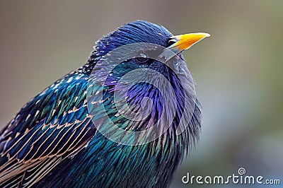 Common Starling head shot portrait with very bright colours Stock Photo