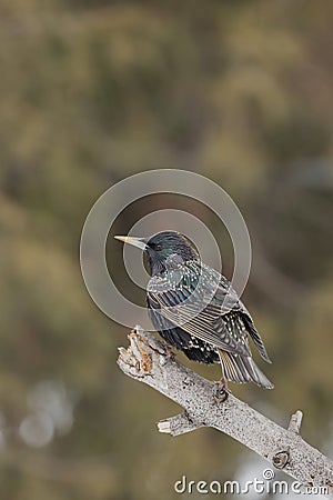 Common starling perched atop a barren tree branch. Stock Photo