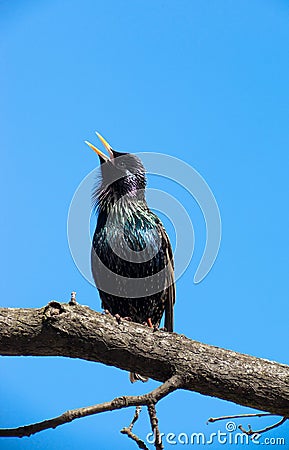 Common Starling (Sturnus vulgaris) Stock Photo