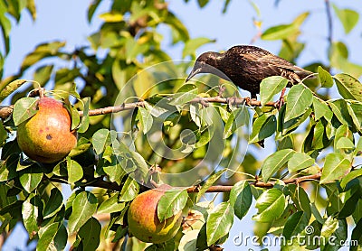 Common starling, Sturnus vulgaris. An adult bird sits on a pear branch and looks at the ripe fruits, choosing which one to start Stock Photo