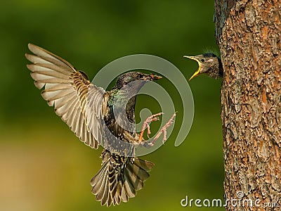 The Common Starling, Sturnus vulgaris is flying with some insect to feed its chick Stock Photo