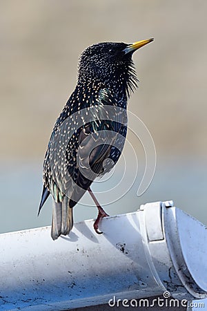 Common starling sturnus vulgaris Stock Photo