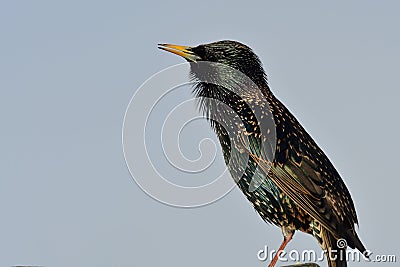 Common starling sturnus vulgaris Stock Photo