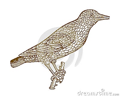 Common starling sturnus vulgaris sitting on a branch Vector Illustration