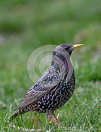 StarlingSturnus vulgaris sitting on the grass Stock Photo