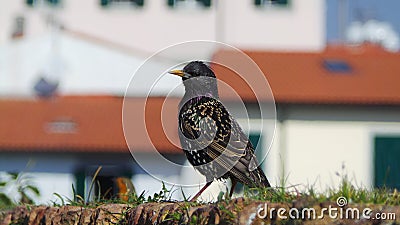 Common starling on a wall Stock Photo