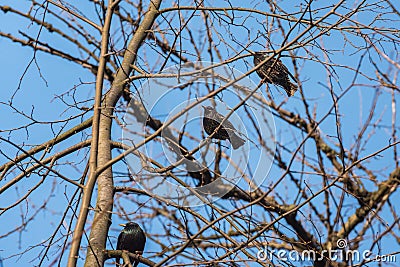 Common starlings sitting on bare branches against the blue sky. Migratory birds just came back home from the warmer countries Stock Photo