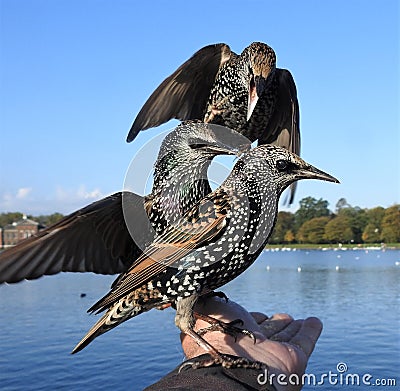 Common starlings sitting on a human hand Stock Photo