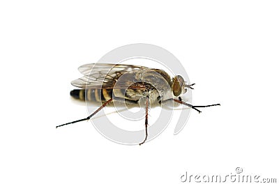 Thereva nobilitata common stiletto fly Stock Photo