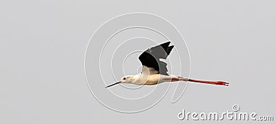 Common stilt Stock Photo