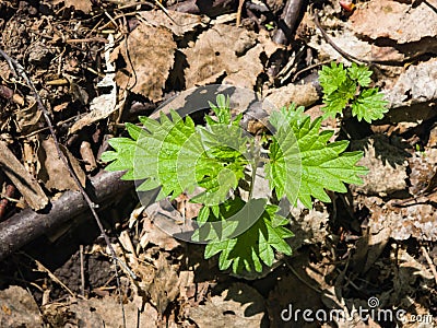 Common or Stinging Nettle, Urtica dioica, small plant macro, selective focus, shallow DOF Stock Photo