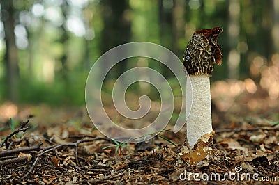 Common stinkhorn fungus (Phallus impudicus) Stock Photo