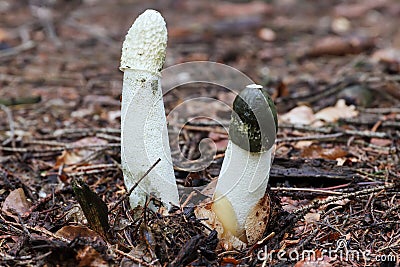 Common stinkhorn - Phallus impudicus Stock Photo