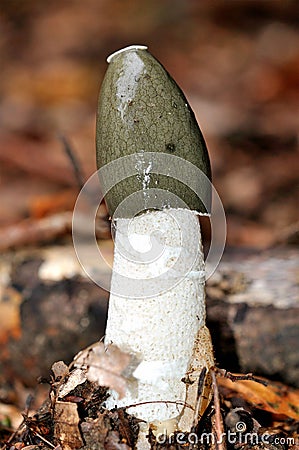 Common Stinkhorn (Phallus impudicus) mushroom Stock Photo