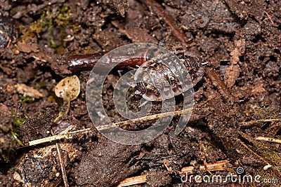 Common Shiny Woodlouse - Oniscus asellus Stock Photo