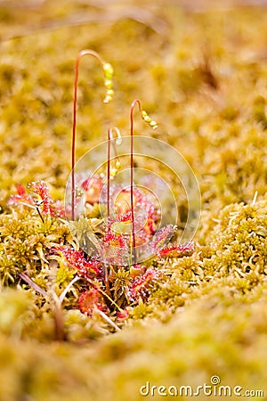 Common sundew Stock Photo