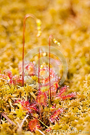 Common sundew Stock Photo