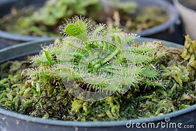 Common sundew Stock Photo