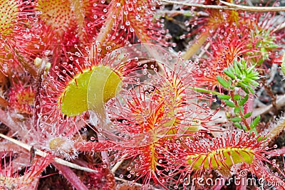 Common Sundew (Drosera rotundifolia ) Stock Photo