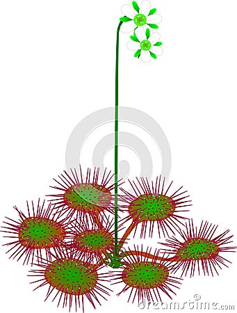 Common sundew - Drosera rotundifolia Vector Illustration