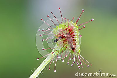 Common sundew, Drosera rotundifolia Stock Photo