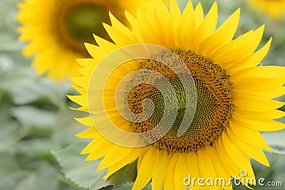 Common sunflower closeup Stock Photo